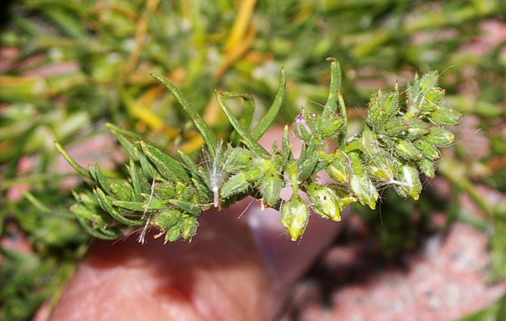 Spergularia bocconei ?
